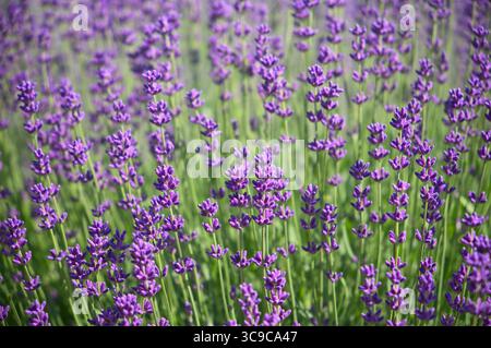 Molti fiori viola di lavanda da vicino Foto Stock