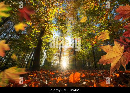 Foglie autunnali colorate che cadono in una foresta vivace con il sole che illumina il fogliame sugli splendidi alberi Foto Stock