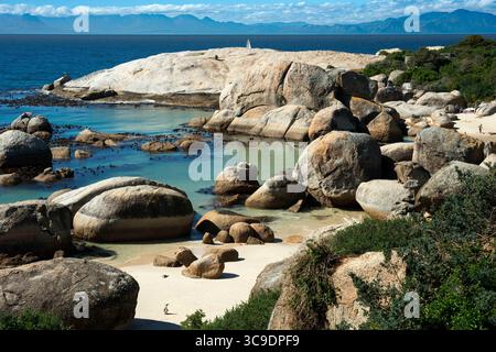 20 agosto 2016, Sudafrica: Pinguino africano, Spheniscus demersus, Boulders Beach, Simon's Town, città del Capo, Cape Occidentale, Sud Africa... pesca eccessiva e cambiamenti climatici fanno da angolo al pinguino africano... quando il pinguino africano lascia la sua colonia per la prima volta, viaggia per migliaia di chilometri per raggiungere aree dell'oceano ricche di plancton e pesci su cui nutrirsi. Una delle loro destinazioni preferite è una striscia della costa sudafricana che è stata storicamente uno degli ecosistemi marini più produttivi, con un'abbondanza di sardine e acciughe. Le variazioni di temperatura che stanno assumendo p Foto Stock