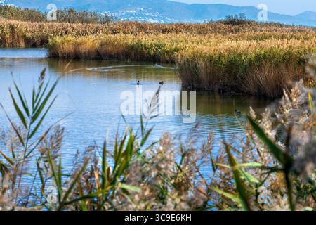 25 ottobre 2021, Girona, Spagna: Vaste paludi o marismi e vie navigabili Parc Natural dels Aiguamolls de l'Emporda Girona Catalunya Spagna (Credit Image: © Sergi Reboredo/ZUMA Press Wire) Foto Stock