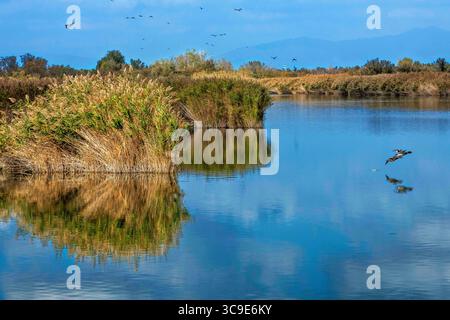 25 ottobre 2021, Girona, Spagna: Vaste paludi o marismi e vie navigabili Parc Natural dels Aiguamolls de l'Emporda Girona Catalunya Spagna (Credit Image: © Sergi Reboredo/ZUMA Press Wire) Foto Stock
