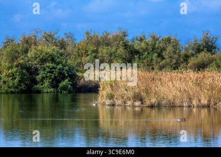 25 ottobre 2021, Girona, Spagna: Vaste paludi o marismi e vie navigabili Parc Natural dels Aiguamolls de l'Emporda Girona Catalunya Spagna (Credit Image: © Sergi Reboredo/ZUMA Press Wire) Foto Stock
