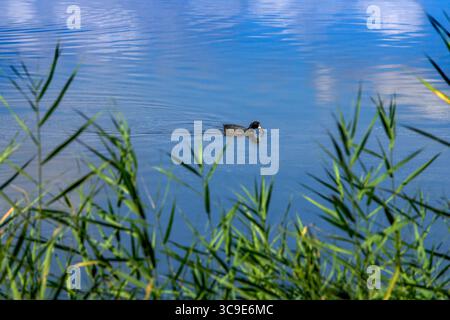 25 ottobre 2021, Girona, Spagna: Vaste paludi o marismi e vie navigabili Parc Natural dels Aiguamolls de l'Emporda Girona Catalunya Spagna (Credit Image: © Sergi Reboredo/ZUMA Press Wire) Foto Stock