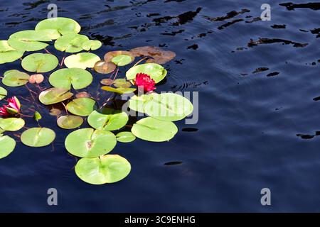 lillie d'acqua (Marliacea sp.) galleggiante in un laghetto decorativo Foto Stock