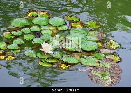 lillie d'acqua (Marliacea sp.) galleggiante in un laghetto decorativo Foto Stock