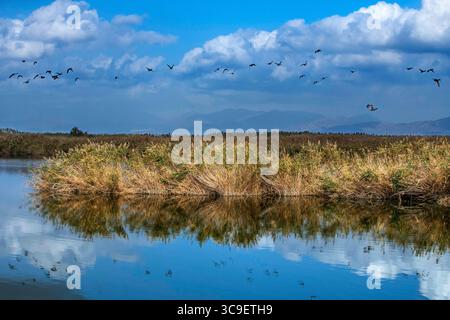 25 ottobre 2021, Girona, Spagna: Vaste paludi o marismi e vie navigabili Parc Natural dels Aiguamolls de l'Emporda Girona Catalunya Spagna (Credit Image: © Sergi Reboredo/ZUMA Press Wire) Foto Stock