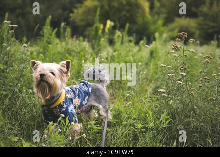 Un giocoso cane terrier dello yorkshire è felice di esplorare un lussureggiante campo verde in una giornata di sole. Una simpatica pecorina che indossa un abito colorato, esplorando il verde alto Foto Stock