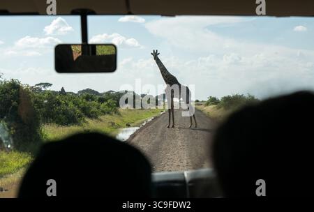 I turisti osservano una giraffa in piedi su una strada sterrata durante un safari nella savana africana Foto Stock