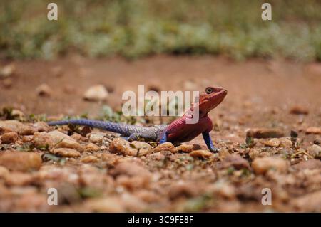 Lucertola di roccia rossa agama con colori vivaci che si stagliano su un terreno roccioso, mostrando i suoi segni unici e la pelle ruvida Foto Stock