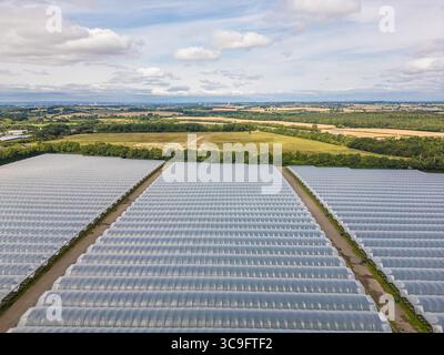 Vista aerea dei polictunnel di coltivazione di fragole di grandi dimensioni nella campagna rurale dello Yorkshire, Inghilterra, Regno Unito. File di serre utilizzate per la bacca commerciale Foto Stock