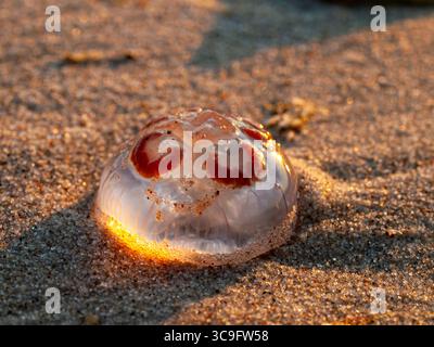 Primo piano di meduse lunari (Aurelia aurita) arenate sulla spiaggia sabbiosa al tramonto, che si illumina di luce calda, sulla costa del Mar Baltico Foto Stock