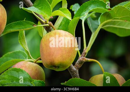 Mele coltivate in casa che crescono bene, Stakeford, Northumberland luglio 2025. Foto Stock
