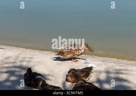 Un gruppo di anatre che riposano su una spiaggia sabbiosa vicino a acque calme. Un'anatra è in piedi mentre altri sono sdraiati. La scena è tranquilla e naturale Foto Stock