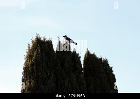 Un corvo incappucciato siede sul punto più alto di cipressi cupressus sempervirens, che si staglia contro un pallido cielo serale Foto Stock