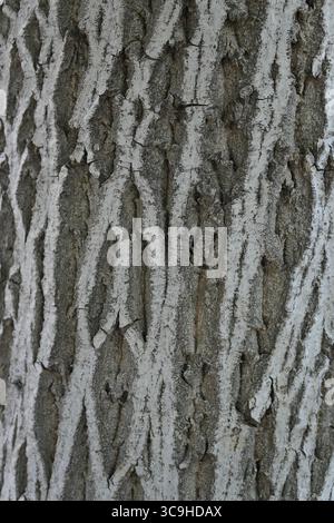 Vista dettagliata della corteccia degli alberi con lunghe creste verticali e tonalità bianche e scure contrastanti. Foto Stock