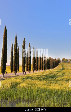 172 Podere Poggio Covili al tramonto tra campi di grano, strada sterrata costeggiata da cipressi a partire dall'autostrada SS2. Castiglione d'Orcia-Toscana-Italia Foto Stock