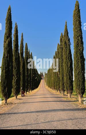 173 Podere Poggio Covili al tramonto tra campi di grano, strada sterrata costeggiata da cipressi a partire dall'autostrada SS2. Castiglione d'Orcia-Toscana-Italia Foto Stock