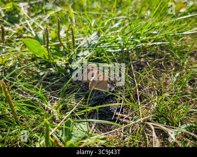 Due farfalle marroni che riposano nell'erba verde in una giornata di sole in un ambiente naturale all'aperto. Foto Stock
