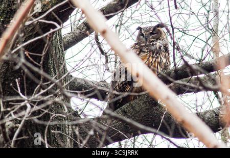 27 febbraio 2023, New York, New York, Stati Uniti: Flaco il gufo eurasiatico dell'aquila, fuggito dal Central Park Zoo poco più di un mese fa, è diventato una sensazione per i newyorkesi e per il mondo. Ha sfidato i suoi gestori di 12 anni cacciando e divorando con successo diversi tipi di selvaggina nel parco. Lo zoo e i ranger del parco locale lo terranno d'occhio e ci sono anche molti civili. Quindi per ora, è libero come può essere e sembra che rimanga così. (Immagine di credito: © Bianca Otero/ZUMA Press Wire) Foto Stock