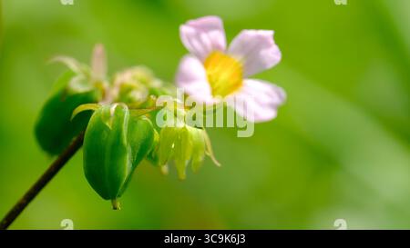 Particolare attenzione al fiore giallo-rosa Oxalis e alla frutta verde. Erbaccia comune con fiori delicati. Foto Stock