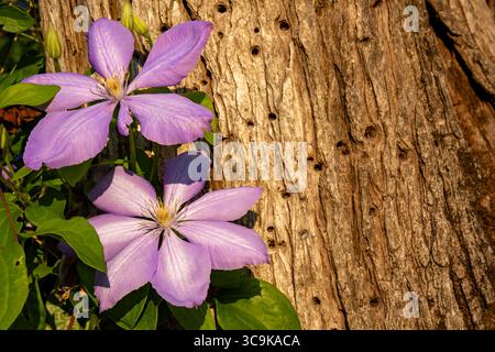 Fiori ai Butchart Gardens di Brentwood Bay, British Columbia Foto Stock