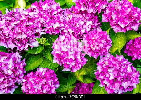 Fiori ai Butchart Gardens di Brentwood Bay, British Columbia Foto Stock