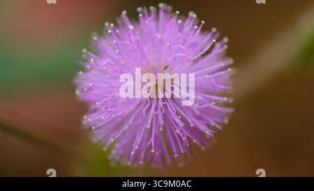 Un delicato e fuzzy fiore rosa di Mimosa (Mimosa pudica), con il suo aspetto unico e piccante, si distingue in un sereno primo piano. Foto Stock
