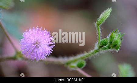 Un delicato fiore rosa putri malu (Mimosa pudica) si distingue per il suo aspetto unico e fuzzy, simbolo della sottile bellezza e sensibilità della natura. Foto Stock