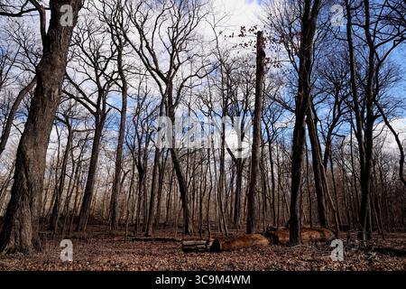 17 febbraio 2023, Funks Grove, Illinois, Stati Uniti: Lungo la storica Route 66 (la strada madre) tra Bloomington e McLean Illinois, il vecchio legname di Funks Grove lascia il posto a una nuova crescita e i secchi di raccolta galvanizzati in argento lasciano il posto a nuovi metodi di utilizzo di tubi e pompe per raccogliere la linfa dagli aceri. Nonostante i cambiamenti ambientali e di processo, la tradizione di produrre sciroppo d'acero ogni primavera continua. (Immagine di credito: © Alan Look/ZUMA Press Wire) Foto Stock