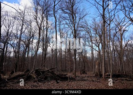 17 febbraio 2023, Funks Grove, Illinois, Stati Uniti: Lungo la storica Route 66 (la strada madre) tra Bloomington e McLean Illinois, il vecchio legname di Funks Grove lascia il posto a una nuova crescita e i secchi di raccolta galvanizzati in argento lasciano il posto a nuovi metodi di utilizzo di tubi e pompe per raccogliere la linfa dagli aceri. Nonostante i cambiamenti ambientali e di processo, la tradizione di produrre sciroppo d'acero ogni primavera continua. (Immagine di credito: © Alan Look/ZUMA Press Wire) Foto Stock
