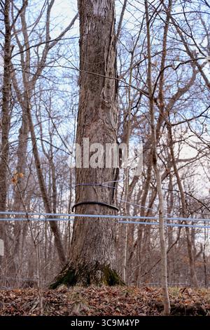17 febbraio 2023, Funks Grove, Illinois, Stati Uniti: Lungo la storica Route 66 (la strada madre) tra Bloomington e McLean Illinois, il vecchio legname di Funks Grove lascia il posto a una nuova crescita e i secchi di raccolta galvanizzati in argento lasciano il posto a nuovi metodi di utilizzo di tubi e pompe per raccogliere la linfa dagli aceri. Nonostante i cambiamenti ambientali e di processo, la tradizione di produrre sciroppo d'acero ogni primavera continua. (Immagine di credito: © Alan Look/ZUMA Press Wire) Foto Stock