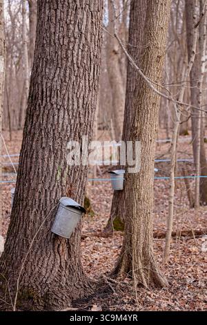 17 febbraio 2023, Funks Grove, Illinois, Stati Uniti: Lungo la storica Route 66 (la strada madre) tra Bloomington e McLean Illinois, il vecchio legname di Funks Grove lascia il posto a una nuova crescita e i secchi di raccolta galvanizzati in argento lasciano il posto a nuovi metodi di utilizzo di tubi e pompe per raccogliere la linfa dagli aceri. Nonostante i cambiamenti ambientali e di processo, la tradizione di produrre sciroppo d'acero ogni primavera continua. (Immagine di credito: © Alan Look/ZUMA Press Wire) Foto Stock