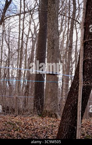 17 febbraio 2023, Funks Grove, Illinois, Stati Uniti: Lungo la storica Route 66 (la strada madre) tra Bloomington e McLean Illinois, il vecchio legname di Funks Grove lascia il posto a una nuova crescita e i secchi di raccolta galvanizzati in argento lasciano il posto a nuovi metodi di utilizzo di tubi e pompe per raccogliere la linfa dagli aceri. Nonostante i cambiamenti ambientali e di processo, la tradizione di produrre sciroppo d'acero ogni primavera continua. (Immagine di credito: © Alan Look/ZUMA Press Wire) Foto Stock