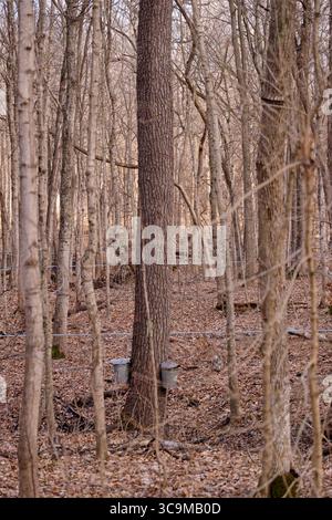 17 febbraio 2023, Funks Grove, Illinois, Stati Uniti: Lungo la storica Route 66 (la strada madre) tra Bloomington e McLean Illinois, il vecchio legname di Funks Grove lascia il posto a una nuova crescita e i secchi di raccolta galvanizzati in argento lasciano il posto a nuovi metodi di utilizzo di tubi e pompe per raccogliere la linfa dagli aceri. Nonostante i cambiamenti ambientali e di processo, la tradizione di produrre sciroppo d'acero ogni primavera continua. (Immagine di credito: © Alan Look/ZUMA Press Wire) Foto Stock