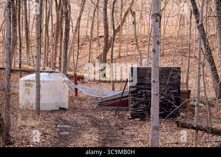 17 febbraio 2023, Funks Grove, Illinois, Stati Uniti: Lungo la storica Route 66 (la strada madre) tra Bloomington e McLean Illinois, il vecchio legname di Funks Grove lascia il posto a una nuova crescita e i secchi di raccolta galvanizzati in argento lasciano il posto a nuovi metodi di utilizzo di tubi e pompe per raccogliere la linfa dagli aceri. Nonostante i cambiamenti ambientali e di processo, la tradizione di produrre sciroppo d'acero ogni primavera continua. (Immagine di credito: © Alan Look/ZUMA Press Wire) Foto Stock