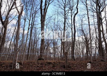 17 febbraio 2023, Funks Grove, Illinois, Stati Uniti: Lungo la storica Route 66 (la strada madre) tra Bloomington e McLean Illinois, il vecchio legname di Funks Grove lascia il posto a una nuova crescita e i secchi di raccolta galvanizzati in argento lasciano il posto a nuovi metodi di utilizzo di tubi e pompe per raccogliere la linfa dagli aceri. Nonostante i cambiamenti ambientali e di processo, la tradizione di produrre sciroppo d'acero ogni primavera continua. (Immagine di credito: © Alan Look/ZUMA Press Wire) Foto Stock