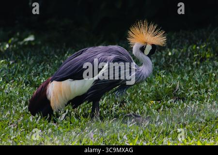 Gru a corona grigia che pascolano sull'erba Foto Stock