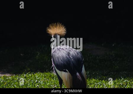 Gru a corona grigia che pascolano sull'erba Foto Stock