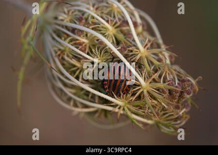 Foto macro di un bug Graphosoma lineatum a righe rosse e nere che riposa su una testa di fiore di carota selvatica, una vivace entomologia e un concetto di fotografia naturalistica. Foto Stock