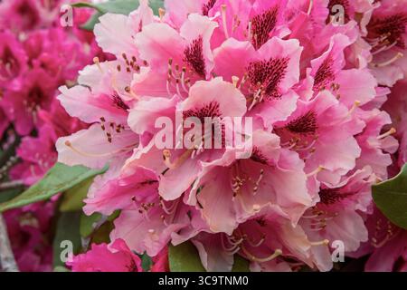 Rododendro rosa in fiore alla luce del sole primaverile Foto Stock