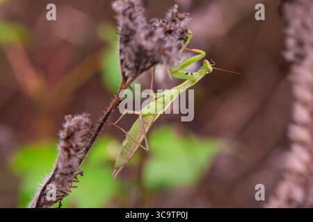 Primo piano di una mantis che pregia afferrando fiori secchi, mostrando gocce d'acqua e vividi dettagli di insetti. Foto Stock