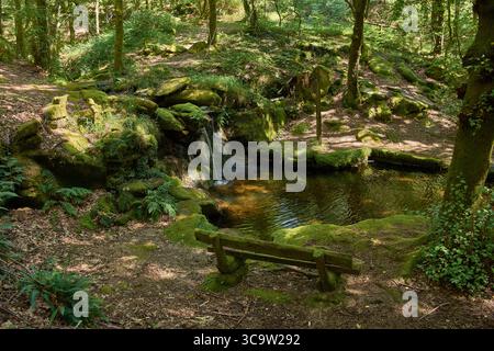 Ambiente tranquillo nel cuore del Parco naturale del Monte Aloia, con una piscina cristallina circondata da fitta vegetazione, muschio e alberi alti. Foto Stock
