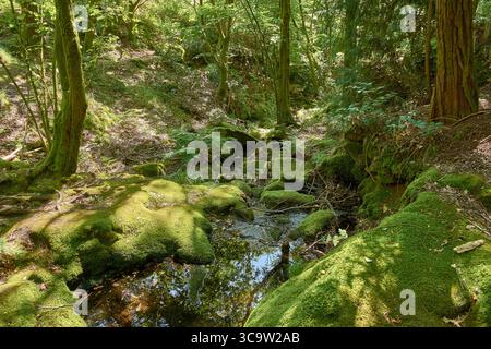 Ambiente tranquillo nel cuore del Parco naturale del Monte Aloia, con una piscina cristallina circondata da fitta vegetazione, muschio e alberi alti. Foto Stock