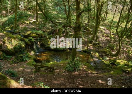 Ambiente tranquillo nel cuore del Parco naturale del Monte Aloia, con una piscina cristallina circondata da fitta vegetazione, muschio e alberi alti. Foto Stock