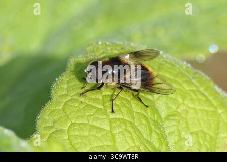 Primo piano, maschili Blacklet Bumblebee, Cheilosia illustrata. Su una foglia di un foxglove (digitalis), August, giardino olandese. Foto Stock