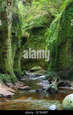 Canyon coperto di muschio con un ruscello poco profondo che scorre attraverso scogliere di arenaria e tronchi caduti in una lussureggiante foresta verde Foto Stock