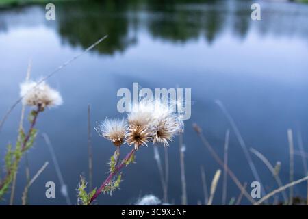 Primo piano di soffici semi di cardo su uno sfondo di acque blu calme, catturati con luce naturale Foto Stock
