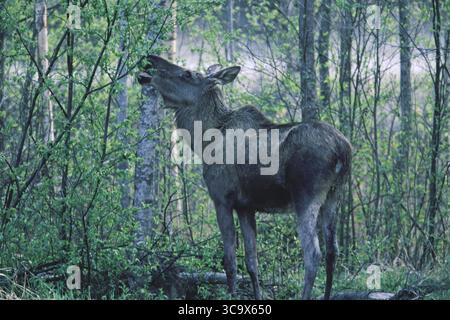 Moose Alces alces navigazione femmina Foto Stock