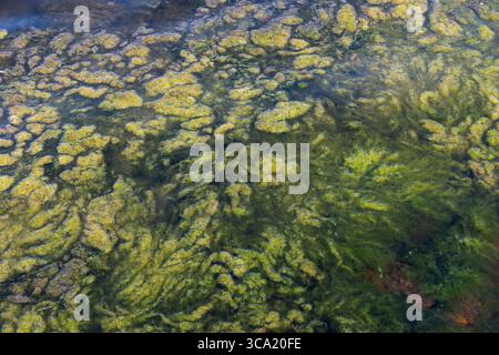 Gli strati di alghe acquatiche fluttuano e sommersi nell'acqua del lago, mostrando vivaci sfumature verdi e gialle Foto Stock