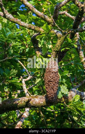 Uno sciame di api mellifere Foto Stock